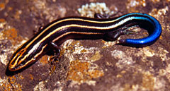 Skink Image courtesy of Google Image Search